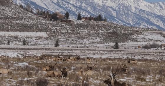 Jackson Hole ElkFest 2022 - Jackson Hole WY